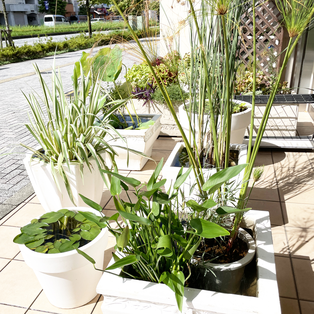 校舎前にメダカがやってきました♪